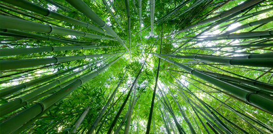 Bamboo Forest